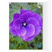 Deep Purple Hibiscus Flower, (Inside (Left))