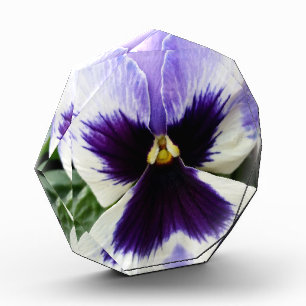 deep purple on white pansy acrylic award
