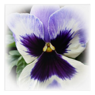 deep purple on white pansy acrylic print