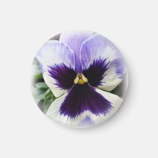 deep purple on white pansy magnet (Front)