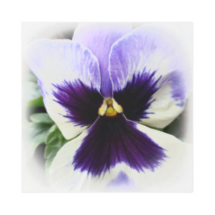 deep purple on white pansy metal print