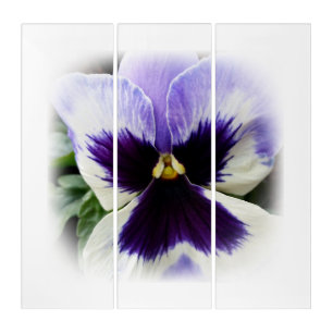 deep purple on white pansy triptych