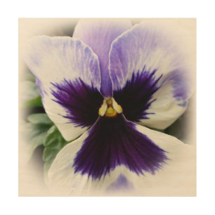 deep purple on white pansy wood wall art
