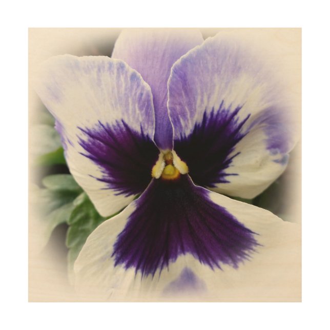 deep purple on white pansy wood wall art (Front)
