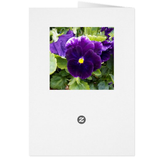 Deep Purple Pansy Birthday Card (Back)