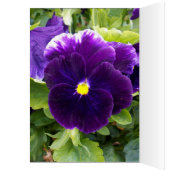 Deep Purple Pansy Birthday Card (Inside (Left))