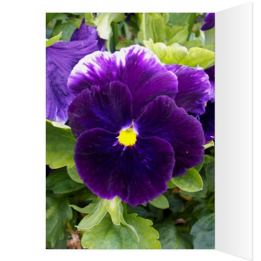 Deep Purple Pansy Birthday Card (Inside (Left))