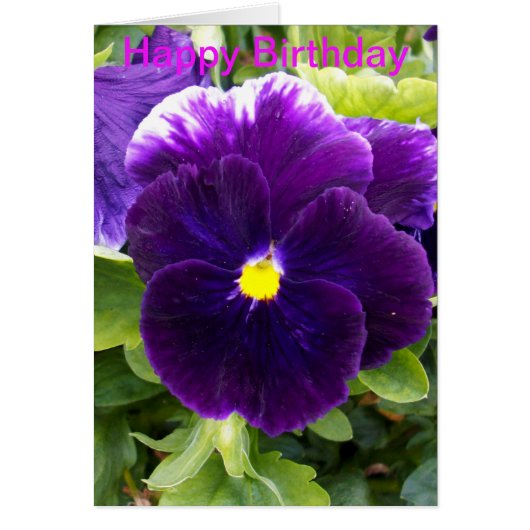 Deep Purple Pansy Birthday Card (Front)