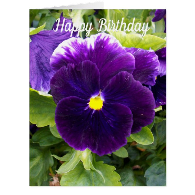 Deep Purple Pansy, Large Birthday Card (Front)