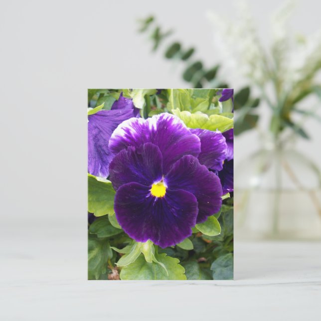 Deep Purple Pansy, Postcard (Standing Front)