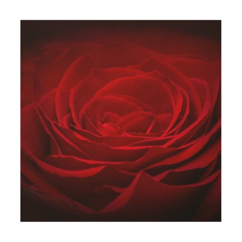 Deep Red Blood Rose On Black Wood Wall Art