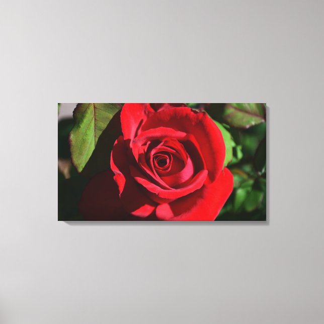Deep Red Rose Canvas Print (Front)
