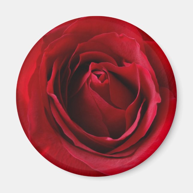 deep red rose magnet (Front)