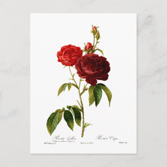Deep red vintage roses painting postcard (Front)