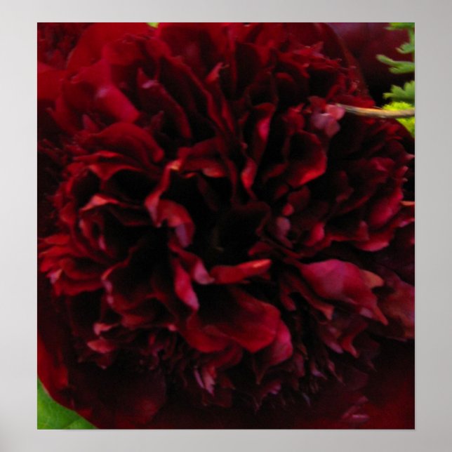 Deep Rich Red Peony Print (Front)