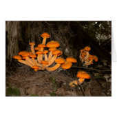 Deep Woods Trove (Front Horizontal)