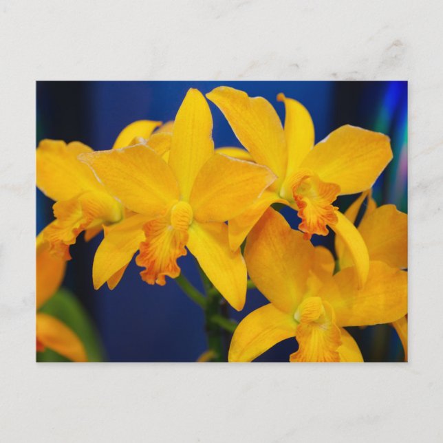 Deep Yellow Orchids Postcard (Front)