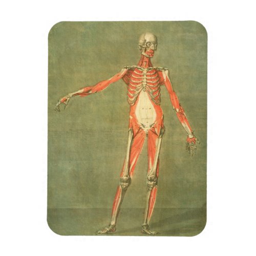 Deeper Muscular System of the Front of the Body p Magnet
