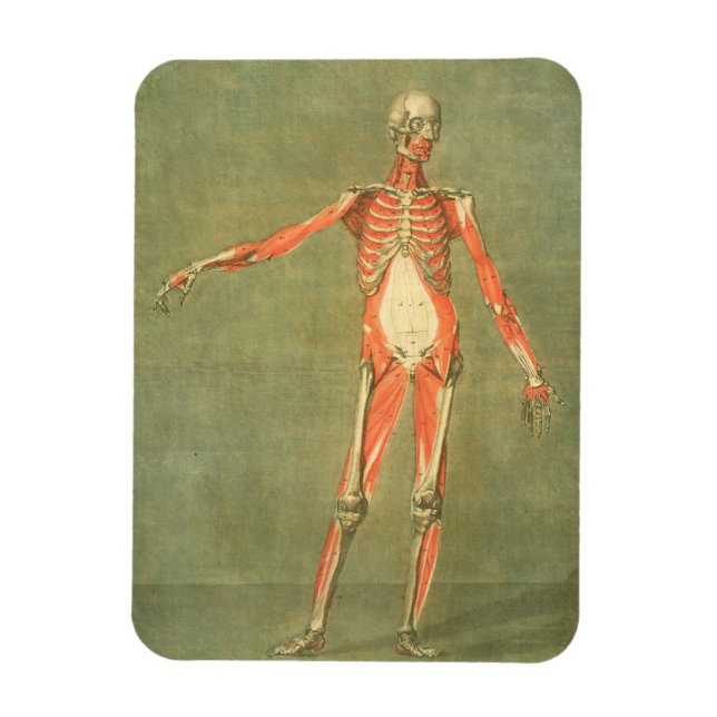 Deeper Muscular System of the Front of the Body, p Magnet (Vertical)