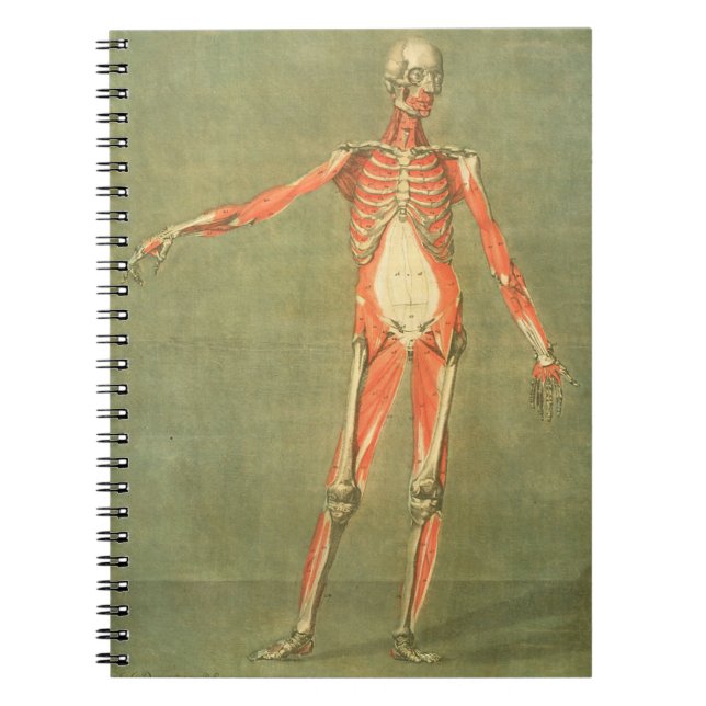 Deeper Muscular System of the Front of the Body, p Notebook (Front)