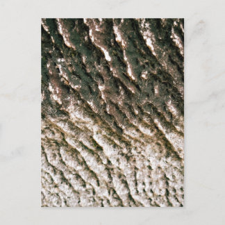 Deeply Ridged Tree Bark Texture Close Up Postcard