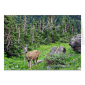 Deer (Front Horizontal)