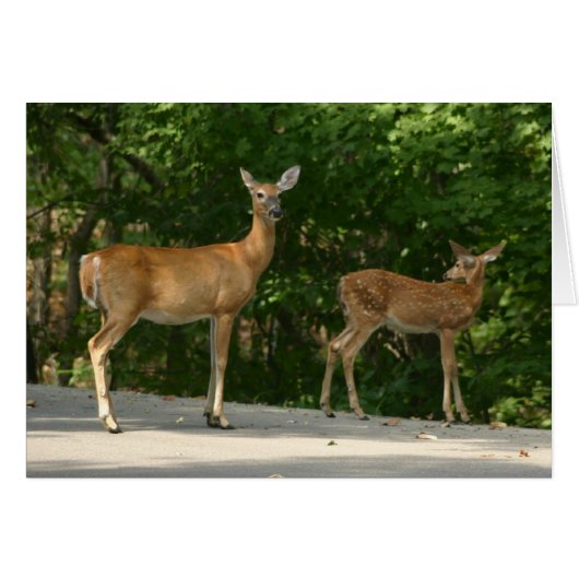 Deer (Front Horizontal)