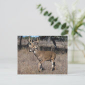 Deer (Standing Front)