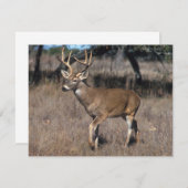 Deer (Front/Back)