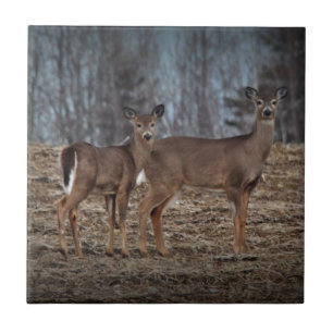 Deer_0337v Ceramic Tile