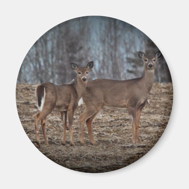 Deer_0337v Magnet (Front)