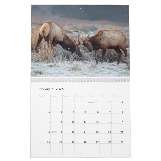 Deer and Elk 2015 Wall Calendar - Wildlife (Jan 2026)
