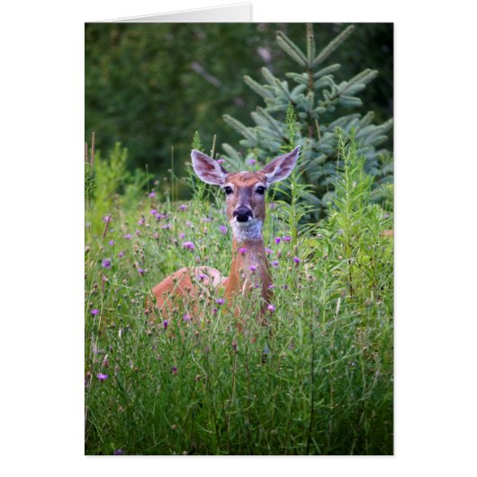 Deer and flowers nature photo (Front)