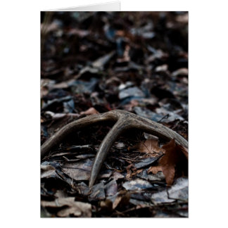 Deer Antler 01 Cards