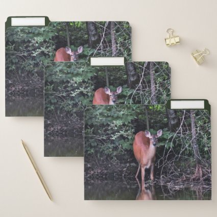 Deer at Forest Pond File Folder Set