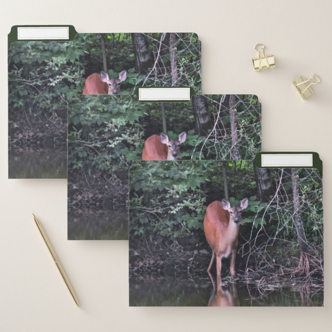 Deer at Forest Pond File Folder Set