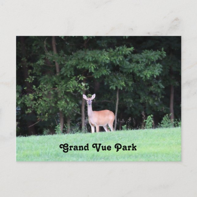 Deer at Grand Vue Park Postcard (Front)