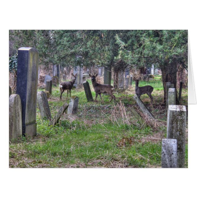 Deer At Zentralfriedhof Cards (Front Horizontal)