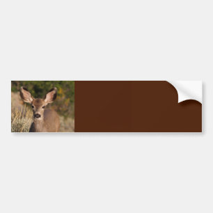 Deer Background Bumper Sticker