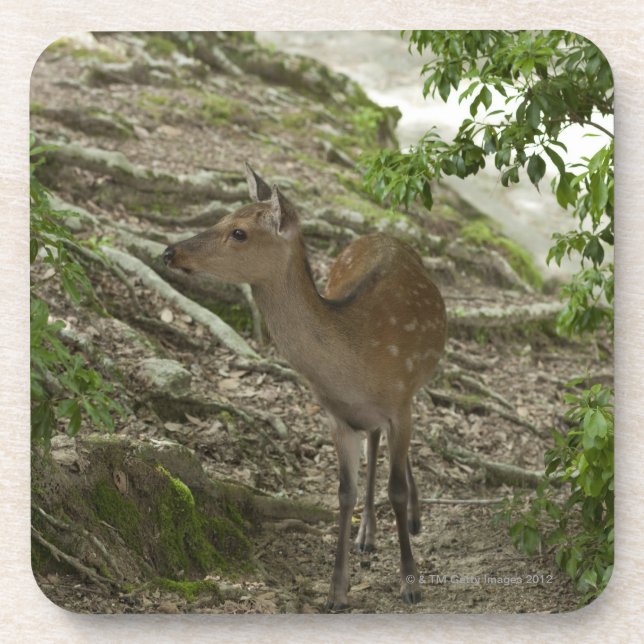 Deer Beverage Coaster (Front)