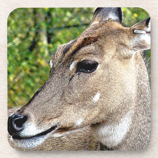 DEER BEVERAGE COASTER (Front)