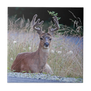 Deer Buck Lying Down Ceramic Tile