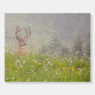 Deer Buck Mount Rainier National Park Foam Board