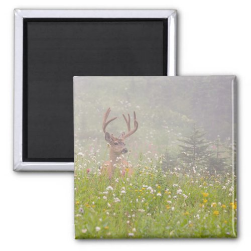 Deer Buck  Mount Rainier National Park Magnet