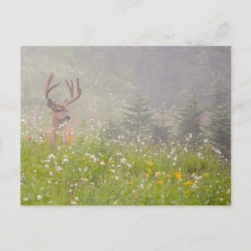 Deer Buck  Mount Rainier National Park Postcard