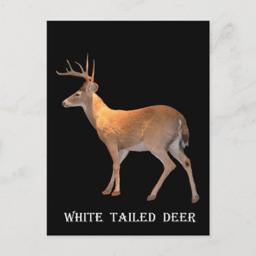 Deer Buck White_Tailed Postcard