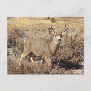 Deer, buck, wildlife, postcard