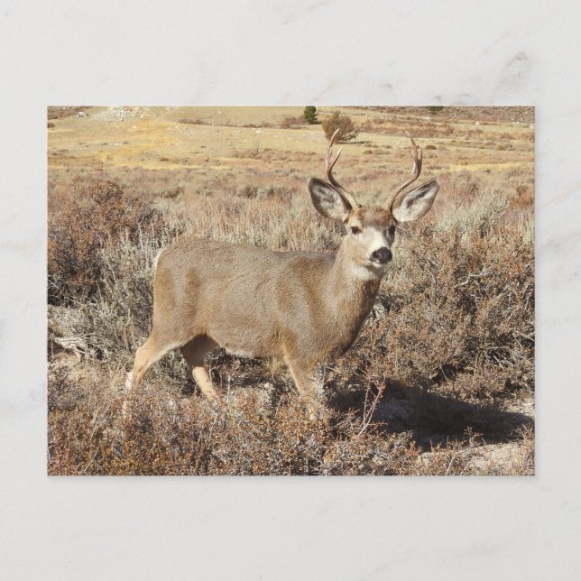 Deer, buck, wildlife, postcard (Front)