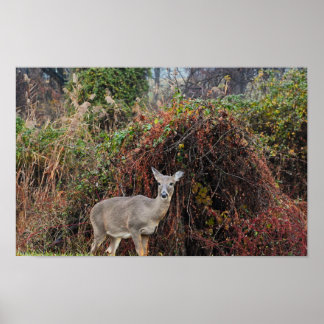 Deer by Bush Photo Poster