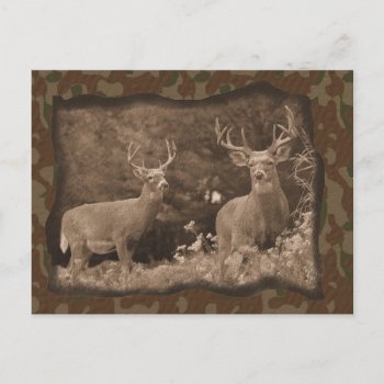 Deer Camo Postcard by forbes1954 at Zazzle